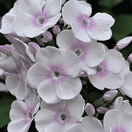 Флокс метельчатый Monica Lynden Bell