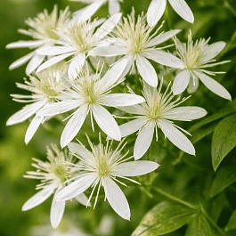 Клематис Stellar