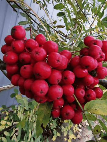 Рябина Вефед