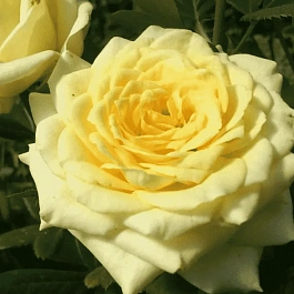 Роза чайно-гибридная Kronos