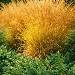 Молиния голубая Strahlenquelle