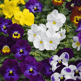 Виола рогатая Admire Indian Summer Mix