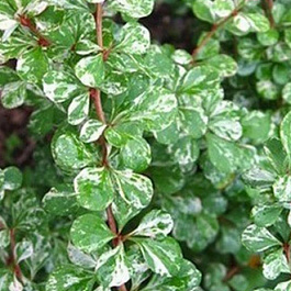 Барбарис Тунберга Келлерис Барбарис Тунберга Келлерис