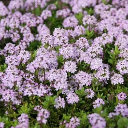 Тимьян обыкновенный Faustini