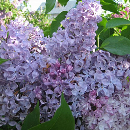 Сирень обыкновенная Капитан Гастелло