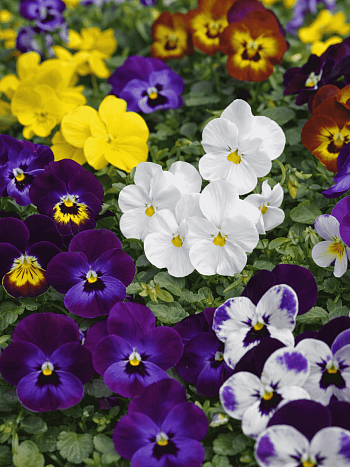 Виола рогатая Admire Indian Summer Mix