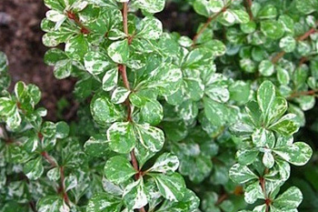 Барбарис Тунберга Келлерис