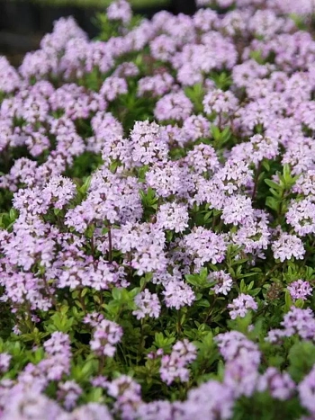 Тимьян обыкновенный Faustini