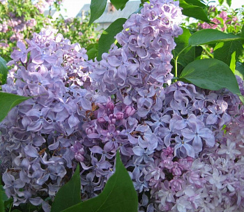 Сирень обыкновенная Капитан Гастелло