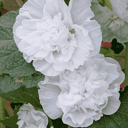 Мальва розовая Chater's Double White