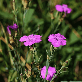 Гвоздика Фишера