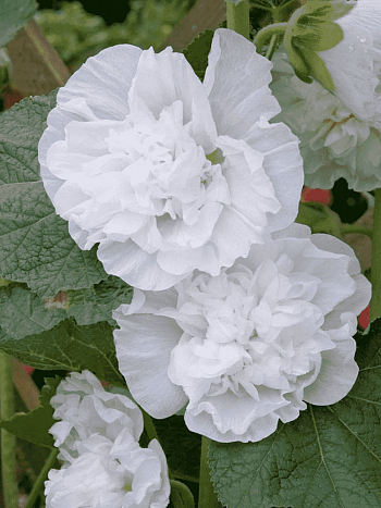 Мальва розовая Chater's Double White