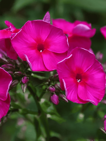 Флокс метельчатый Adessa Special Fire