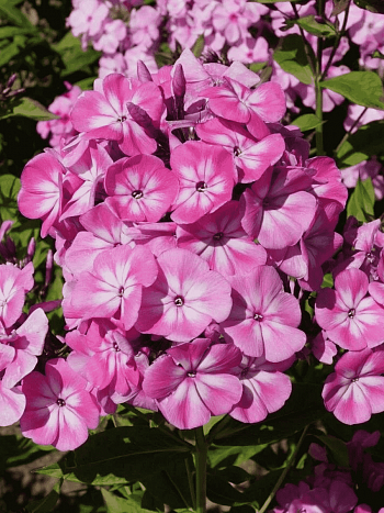 Флокс метельчатый Anastasia