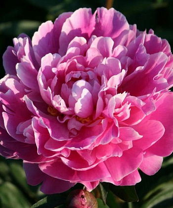 Пион травянистый Гилберт Бартело Пион травянистый Гилберт Бартело