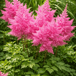 Астильба Арендса Anita Pfeifer