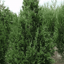 Туя складчатая  Can Can