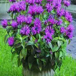 Монарда гибридная Melua Violet