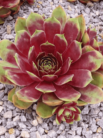 Молодило гибридное Cherry Tart