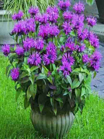 Монарда гибридная Melua Violet