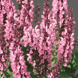 Шалфей дубравный Sensation Compact Bright Rose