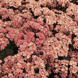 Очиток гибридный Orange Xenox