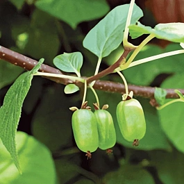 Актинидия коломикта Клара Цеткин