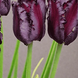 Тюльпан попугайный  Frozen Night