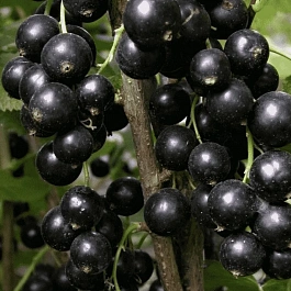 Смородина черная Бинар