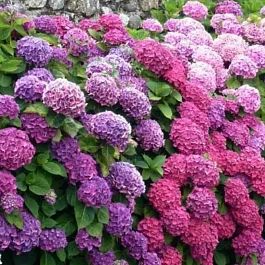 Гортензия древовидная Mix