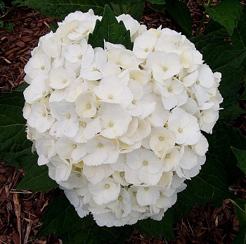 Гортензия крупнолистовая Мадам Эмиль Мулье