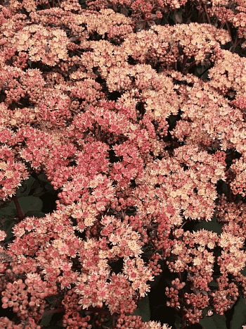 Очиток гибридный Orange Xenox