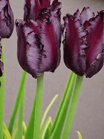 Тюльпан попугайный  Frozen Night