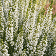 Вереск обыкновенный Long White