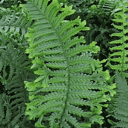 Щитовник  родственный Polydactila Dadds