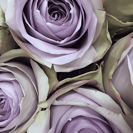 Роза Флорибунда Lullaby