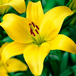 Лилия азиатская Жиронда