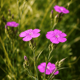 Гвоздика Фишера