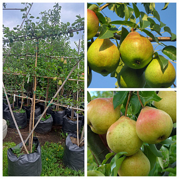 Груша пальметта на шпалере 5-лет+ (2 сорта) Любимица Яковлева-Осенняя Яковлева