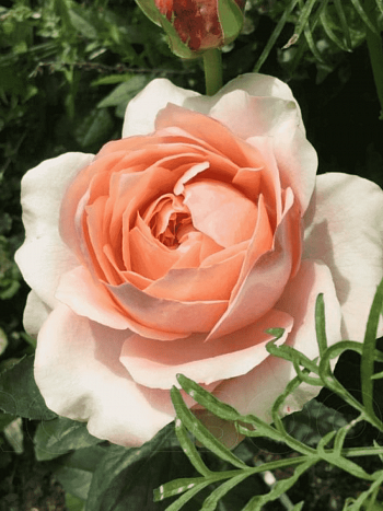 Роза  кустовая Maria Natale