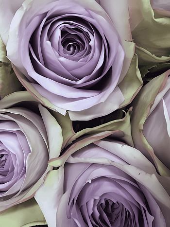 Роза Флорибунда Lullaby