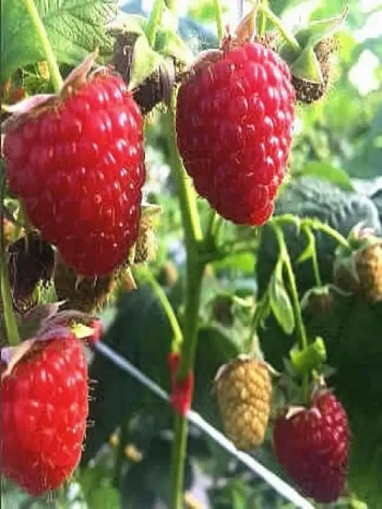 Малина ремонтантная Majestic