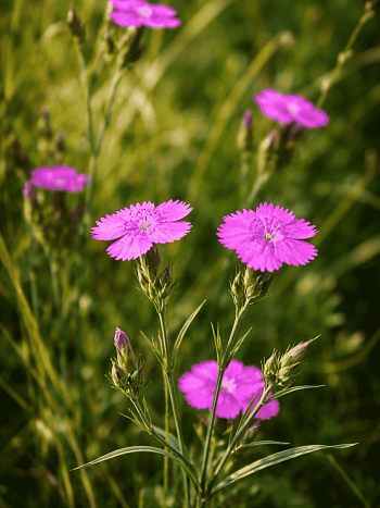 Гвоздика Фишера
