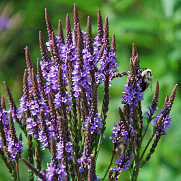 Вербена Хастата