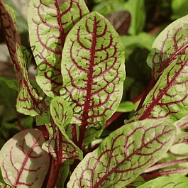 Щавель Кроваво-красный Кровавая Мэри