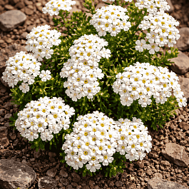 Гутчинзия альпийская Crystal Carpet