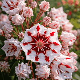 Кальмия широколистная Bumblebee*