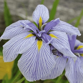 Ирис мечевидный Royal Pageant