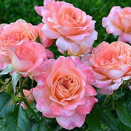 Роза чайно-гибридная Самаритен