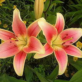 Лилия ОА-гибрид Элегант Краун